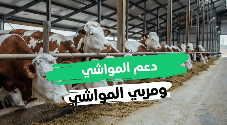 شروط الأهلية والاستحقاق